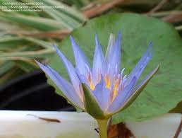 Image result for Nymphaea maculata