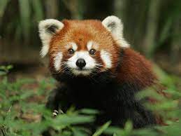 The red panda is a nocturnal and generally solitary animal with the exception of males and females coming together to the scientific name for the red panda is ailurus fulgens. Explore The Enchanting Land Of Red Pandas Serenity Sikkim B Change