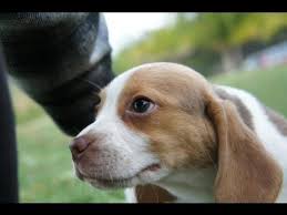 Tiny Miniature Queen Elizabeth Pocket Beagles 3 Weeks Old Beagle Puppies Youtube