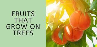 Berries are an easy way to try your hand at growing fruit. List Of 24 Fruits That Grow On Trees Thrive Cuisine