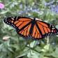 Flower Picking: Sunflowers, Zinnias and More