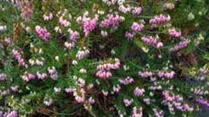 Winter Heath Horticulture