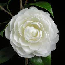 Pin On Gardening That I Love