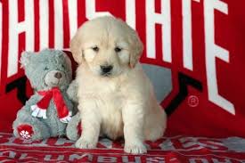 Click here to see puppies! Litter Of 5 Golden Retriever Puppies For Sale In Fredericksburg Oh Adn 61906 On Puppyfinder Com Gender Male Golden Retriever Litter Puppies Puppies For Sale