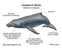 Ajukan pertanyaan tentang tugas sekolahmu. Http Oceancrusaders Org Lessons Indonesia 7th 20lesson 20whales 20bahasa Pdf