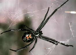 Insects, beetles, roaches, and other spiders make up the majority of their diet. Dna From Spider Web Reveals The Species Of Spider And Its Prey