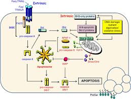 In this example, hepatocytes are dying individually (arrows) from injury through infection by viral hepatitis. New Frontiers In Promoting Tumour Cell Death Targeting Apoptosis Necroptosis And Autophagy Oncogene