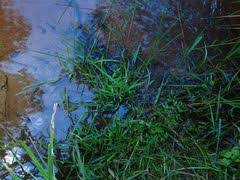 Image result for Coelachne africana