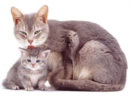 Kediler Ve Yavru Kedi Icin Pire Duser