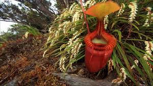 Some plants aren't eaten by bugs—they eat the bugs themselves! Huge Carnivorous Plant In The World Youtube