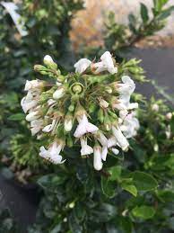 Large flat flowers of purple or blue, surrounded by white ray florets from summer to autumn. Escallonia Bifida Compact White Xera Plants