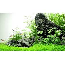 Aquascaping With Live Plants And Rocks Aquascape Design Aquascape Aquarium