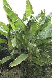 Image result for Musa sp. (Ornamental bananas)