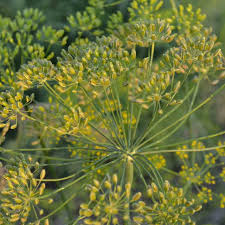 Image result for Anethum