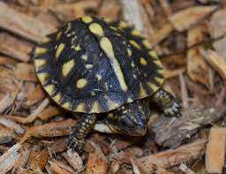 Baby Eastern X Three Toed Box Turtles For Sale