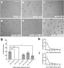 Fhl 1 Interacts With Human Rpe Cells Through The A5b1 Integrin And Confers Protection Against Oxidative Stress Scientific Reports