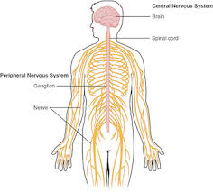 It generates, modulates and transmits information in the human body. Central Nervous System Pharmacology Study Com