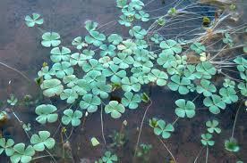 Image result for Marsilea vera