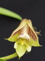 Image result for Polystachya bennettiana