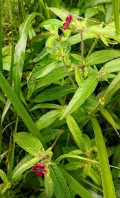 Image result for Aspilia kotschyi