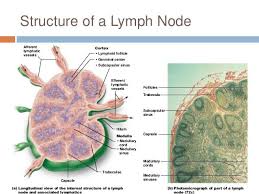 Chapter 20 Lymphatic System Lymphatic System Lymphatic Lymph Nodes