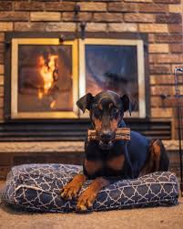 Will Bones and Antler Treats Splinter?