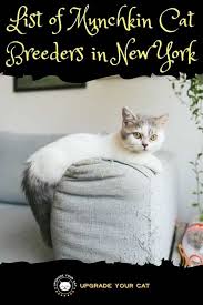 Mina is a beautiful munchkin kitten with short legs. Munchkin Cat Breeders In New York Kittens Cats For Sale Upgrade Your Cat
