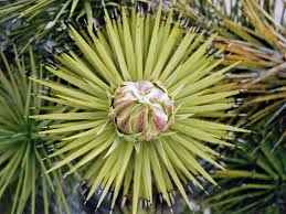 Maybe you would like to learn more about one of these? Bud Pictures Of Yucca Brevifolia Southwest Usa Yucca