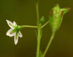 Image result for Hibiscus lobatus
