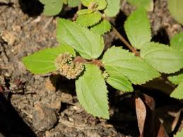 Image result for Euphorbia ophthalmica