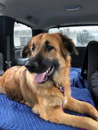 Because we are a small organization with a limited donor base and no government funding, we rely primarily on adoption fees to support our mission. Rehoming Your Dog In Phoenix Or Rehome By Adopt A Pet Com
