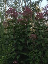 Image result for Vernonia galamensis