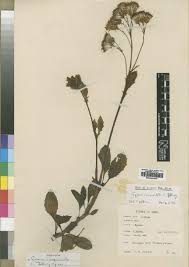 Image result for Launaea rarifolia