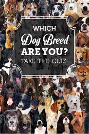 Dog Breed Quiz What Dog Breed Is Right For Me Homesteading Simple Self Sufficient Off The Grid Homesteading Com Dog Breed Quiz Dog Quiz Dog Breeds