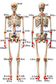 What happens to these bones as you grow up? Joints Bones Diagram Fusebox And Wiring Diagram Wires Potato Wires Potato Id Architects It