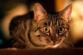 Check spelling or type a new query. Is My Cat Normal