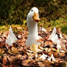 Aflac Duck Celebrating Fall Aflac Duck Pretty Birds Pet Birds