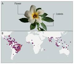 Image result for Harpagophytum procumbens
