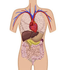 The liver's main job is to filter the blood coming from the digestive tract, before passing it to the rest of the body. Liver Location Body Vector Images 45