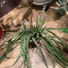 Image result for Rhipsalis