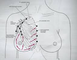 A layer of fatty tissue surrounds the breast glands and extends throughout the breast, which gives the breast a soft consistency and gentle, flowing contour. Breast Anatomy Steemit
