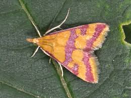 Image result for Pyrausta sanguinalis