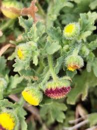 Image result for Grangea maderaspatana