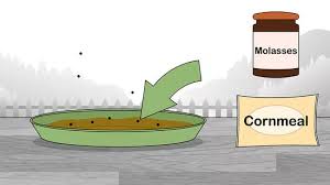 The average female fly has a lifespan of about 1 month, but in that time she can lay about 500 eggs. How To Get Rid Of Flies Outside 15 Steps With Pictures