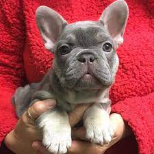 Bulldog French Bulldog Puppies Bulldog Bulldog Puppies