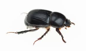 All you want to do is to get rid of it. African Black Beetle