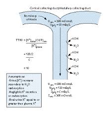 Image result for Transtubular Potassium Gradient