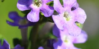 Image result for Freylinia