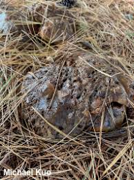 Image result for Suillus weaverae
