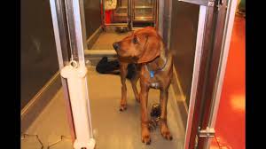 The owners and staff are truly dog lovers. Wag Hotel Luxury Hotel For Dogs Youtube